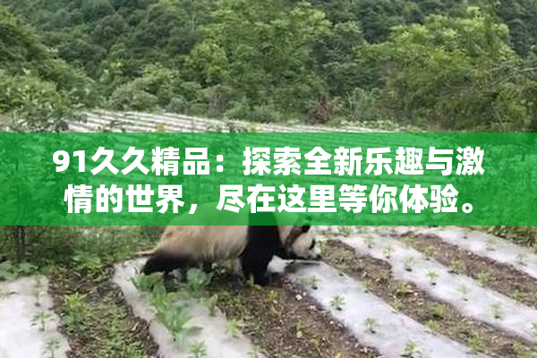 91久久精品：探索全新乐趣与激情的世界，尽在这里等你体验。