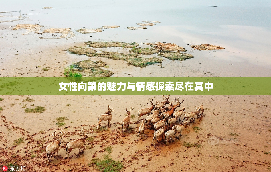 女性向第的魅力与情感探索尽在其中