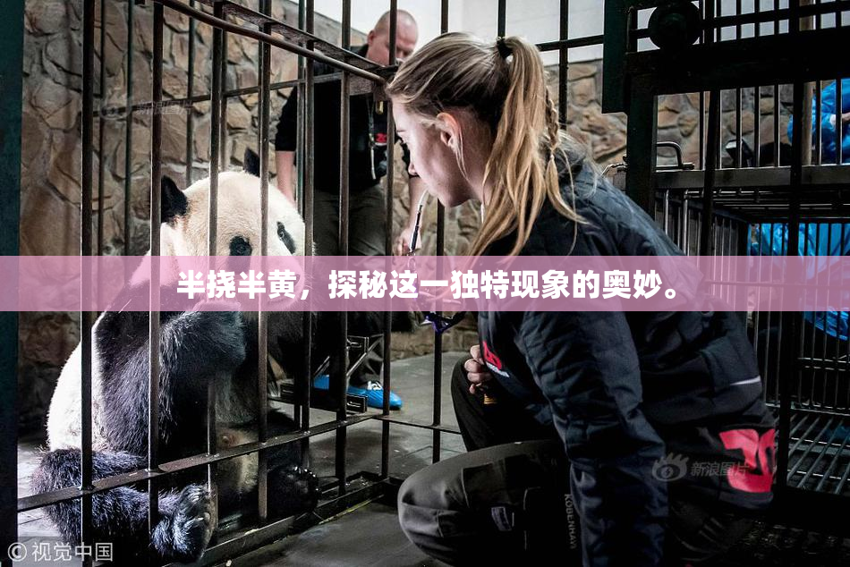 半挠半黄，探秘这一独特现象的奥妙。