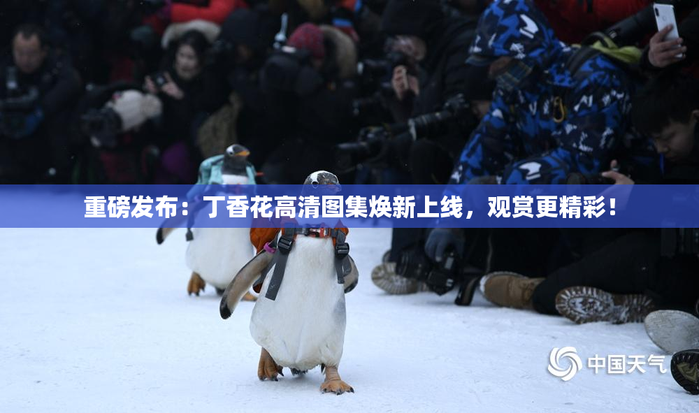 重磅发布：丁香花高清图集焕新上线，观赏更精彩！
