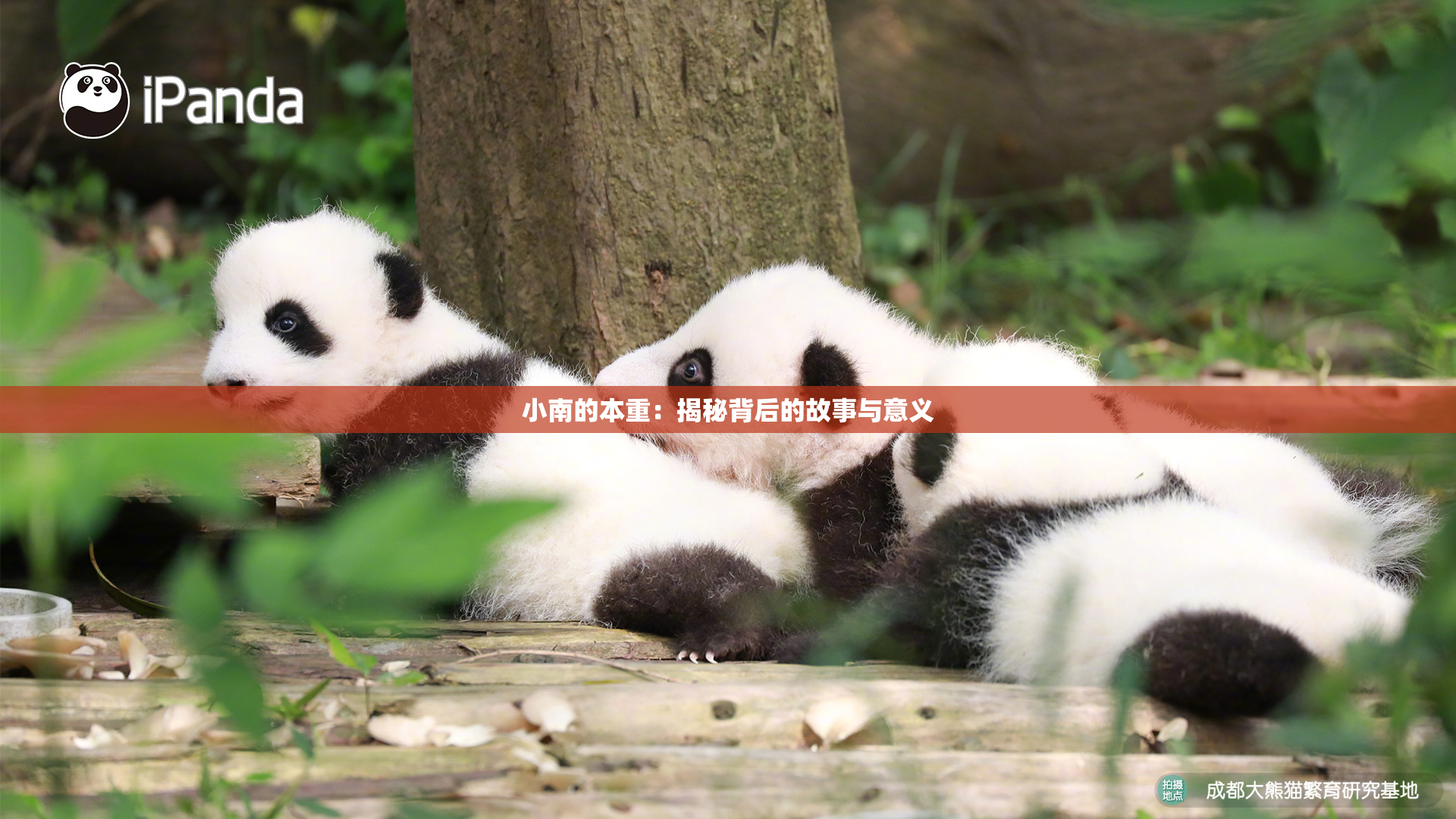 小南的本重：揭秘背后的故事与意义