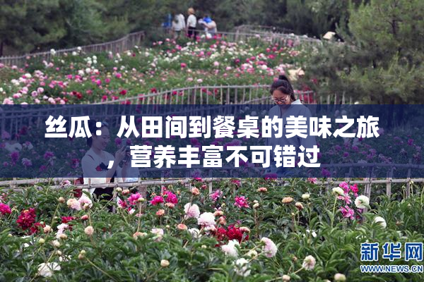 丝瓜：从田间到餐桌的美味之旅，营养丰富不可错过