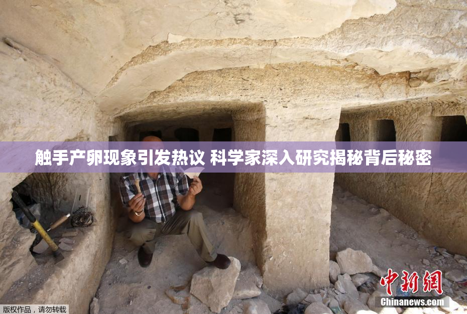 触手产卵现象引发热议 科学家深入研究揭秘背后秘密