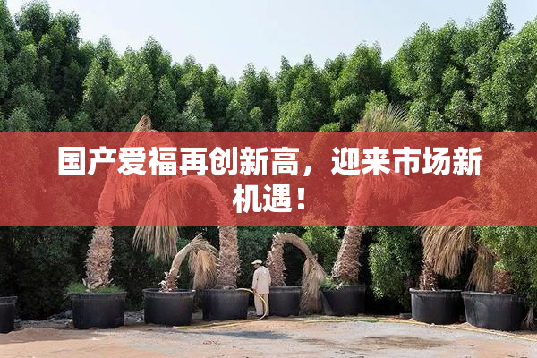 国产爱福再创新高，迎来市场新机遇！