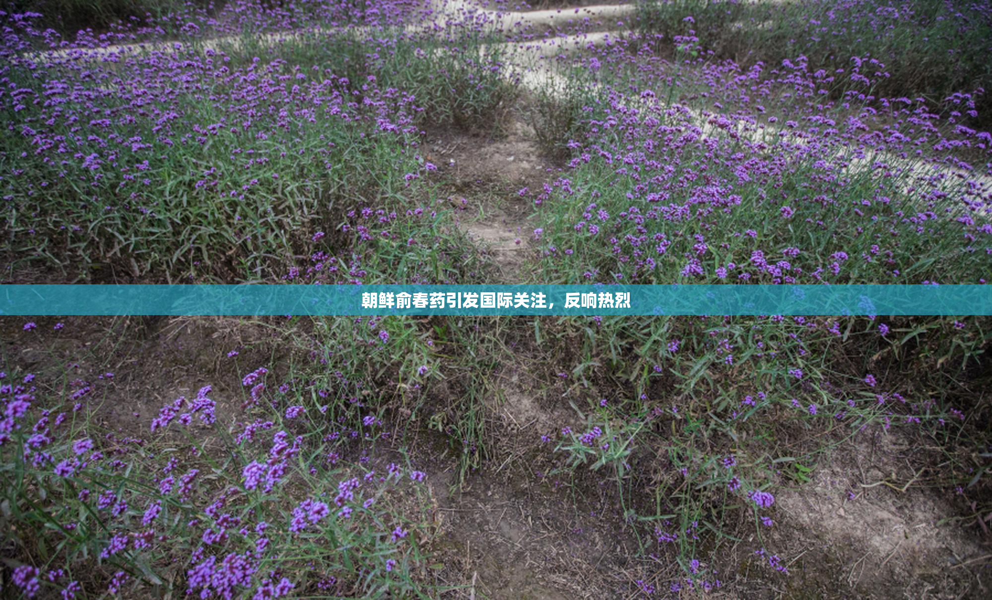 朝鲜俞春药引发国际关注，反响热烈