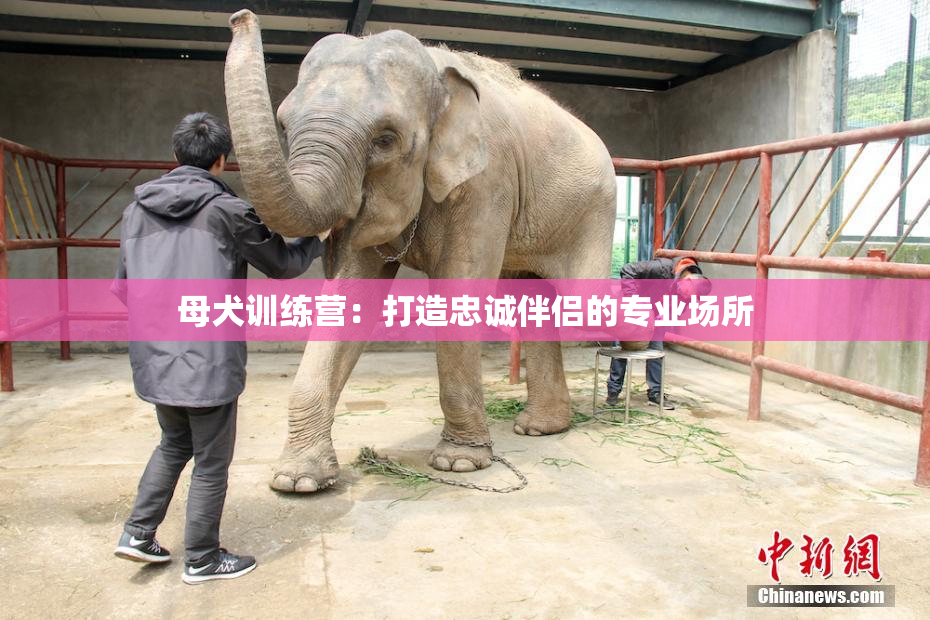母犬训练营：打造忠诚伴侣的专业场所