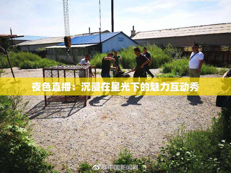 夜色直播：沉浸在星光下的魅力互动秀