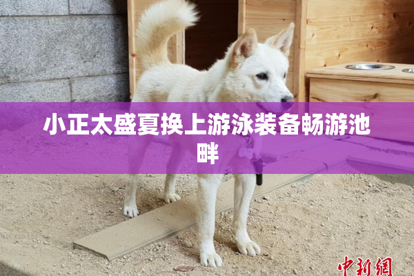 小正太盛夏换上游泳装备畅游池畔