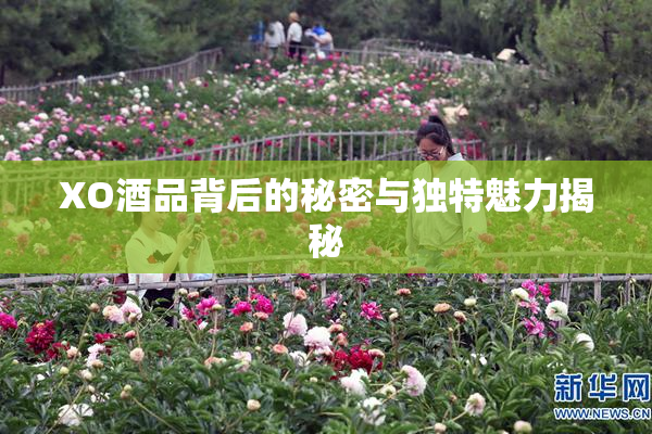 XO酒品背后的秘密与独特魅力揭秘