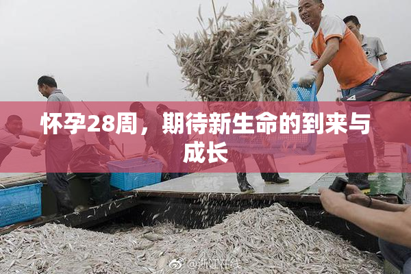 怀孕28周，期待新生命的到来与成长