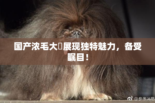 国产浓毛大泬展现独特魅力，备受瞩目！