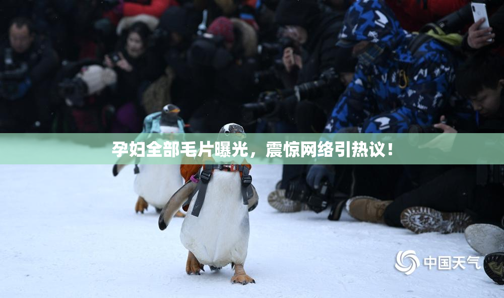 孕妇全部毛片曝光，震惊网络引热议！