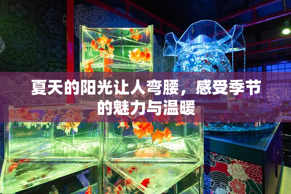 夏天的阳光让人弯腰，感受季节的魅力与温暖