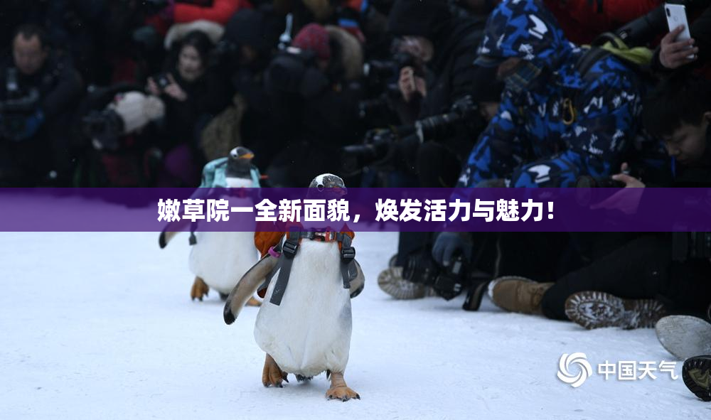 嫩草院一全新面貌，焕发活力与魅力！