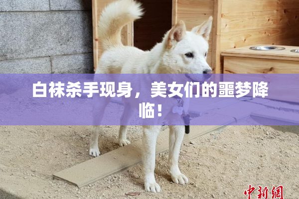 白袜杀手现身，美女们的噩梦降临！