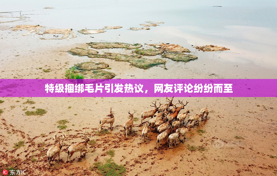特级捆绑毛片引发热议，网友评论纷纷而至