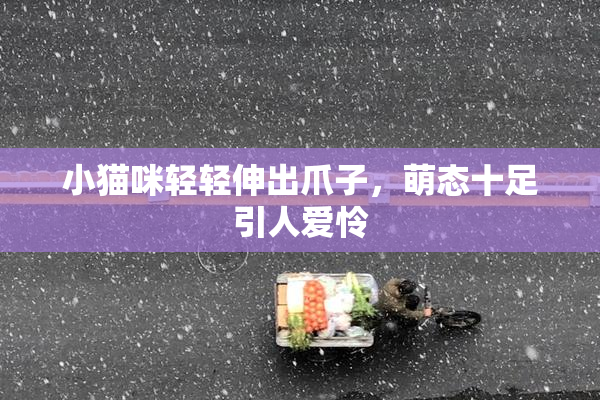 小猫咪轻轻伸出爪子，萌态十足引人爱怜