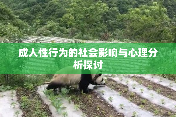 成人性行为的社会影响与心理分析探讨
