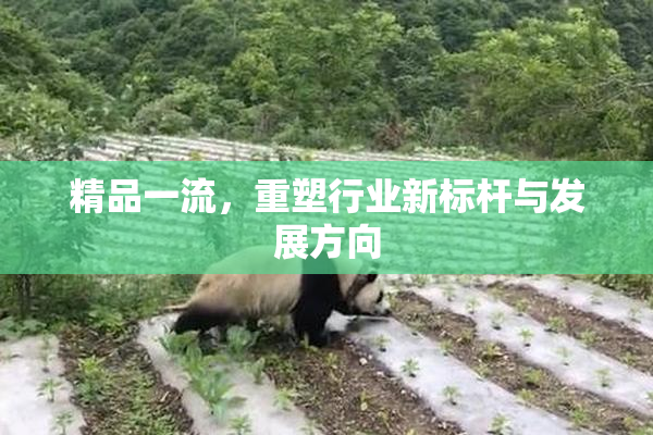 精品一流，重塑行业新标杆与发展方向