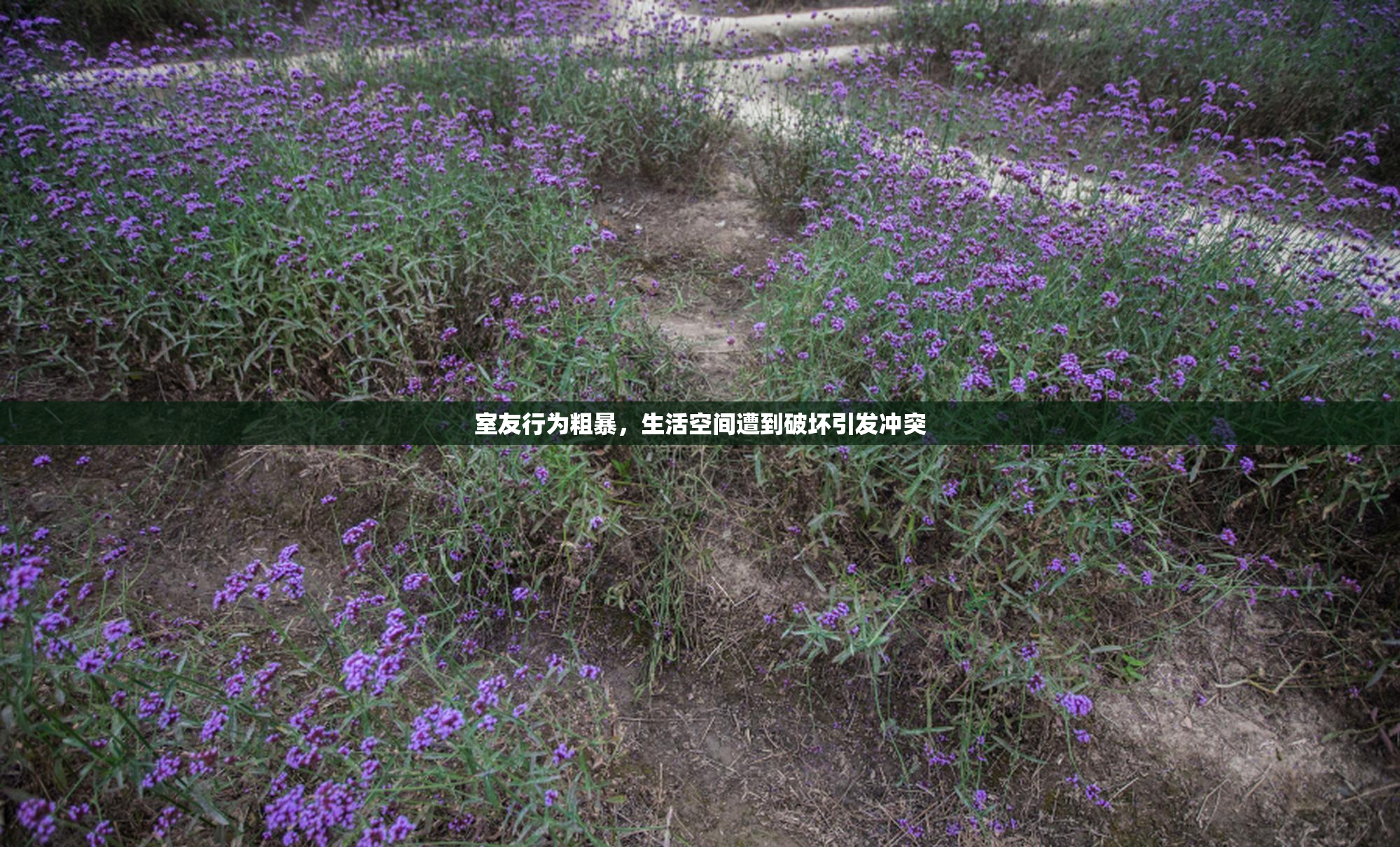 室友行为粗暴，生活空间遭到破坏引发冲突
