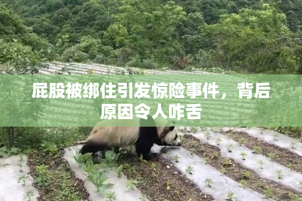 屁股被绑住引发惊险事件，背后原因令人咋舌
