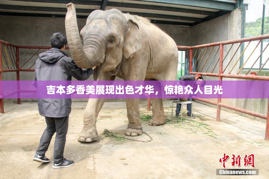 吉本多香美展现出色才华，惊艳众人目光