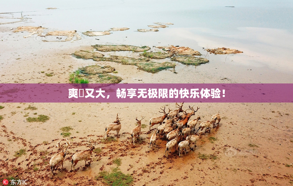爽擼又大，畅享无极限的快乐体验！