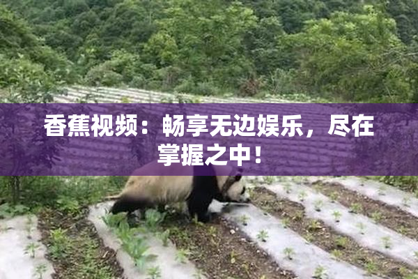 香蕉视频：畅享无边娱乐，尽在掌握之中！