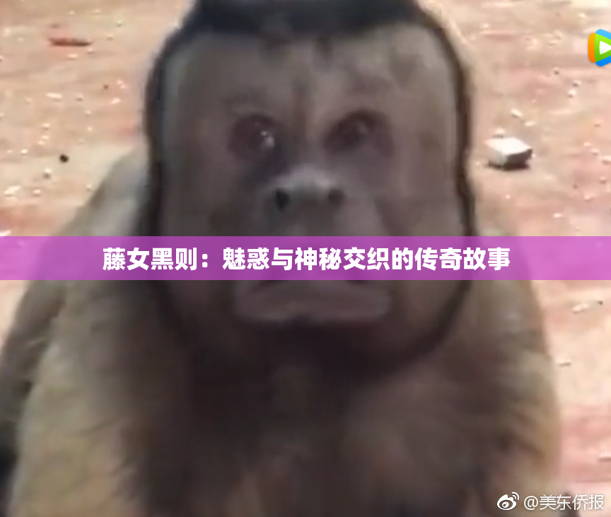 藤女黑则：魅惑与神秘交织的传奇故事
