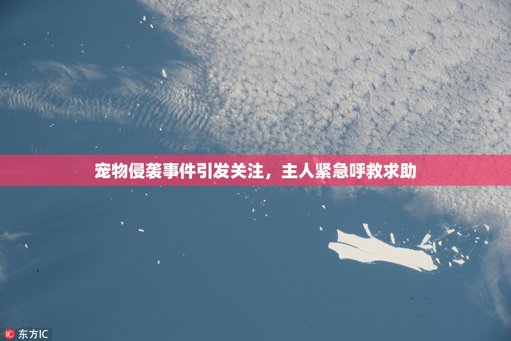 宠物侵袭事件引发关注，主人紧急呼救求助