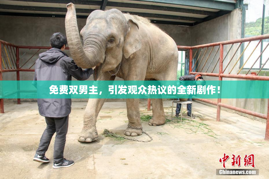 免费双男主，引发观众热议的全新剧作！