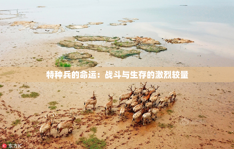 特种兵的命运：战斗与生存的激烈较量