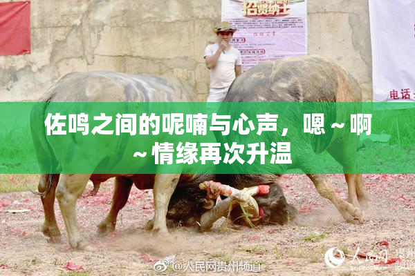佐鸣之间的呢喃与心声，嗯～啊～情缘再次升温