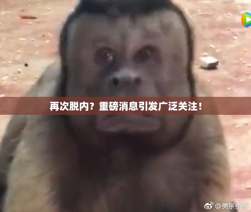 再次脱内？重磅消息引发广泛关注！