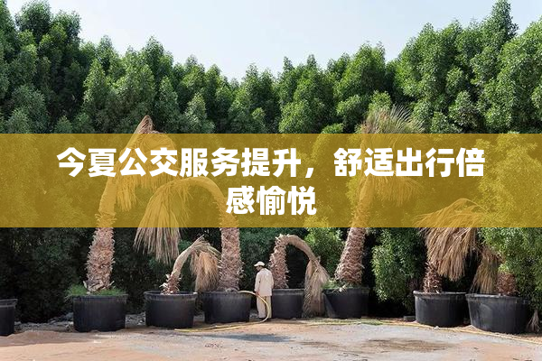 今夏公交服务提升，舒适出行倍感愉悦