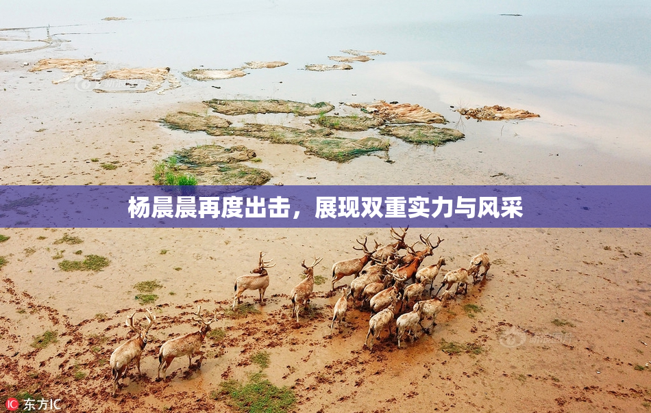 杨晨晨再度出击，展现双重实力与风采