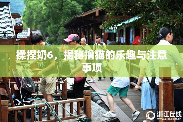 揉捏奶6，揭秘撸猫的乐趣与注意事项