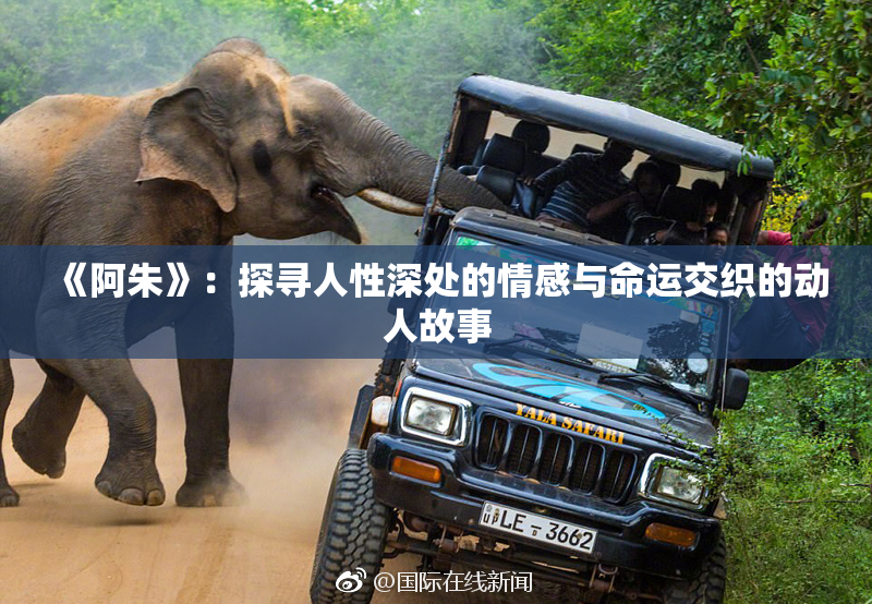 《阿朱》：探寻人性深处的情感与命运交织的动人故事
