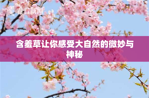 含羞草让你感受大自然的微妙与神秘