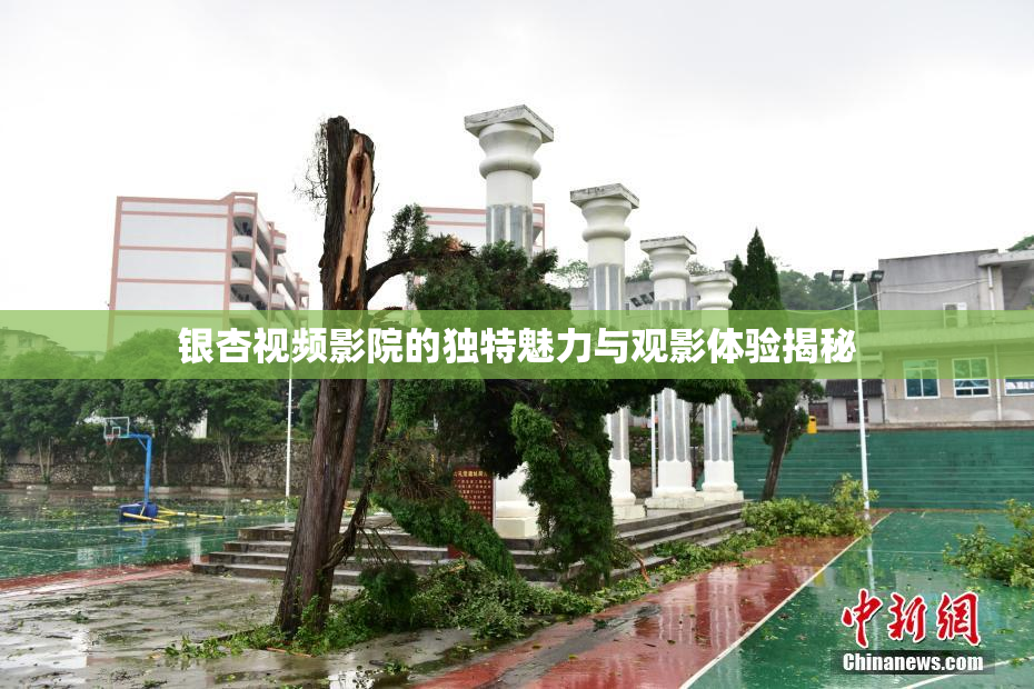 银杏视频影院的独特魅力与观影体验揭秘