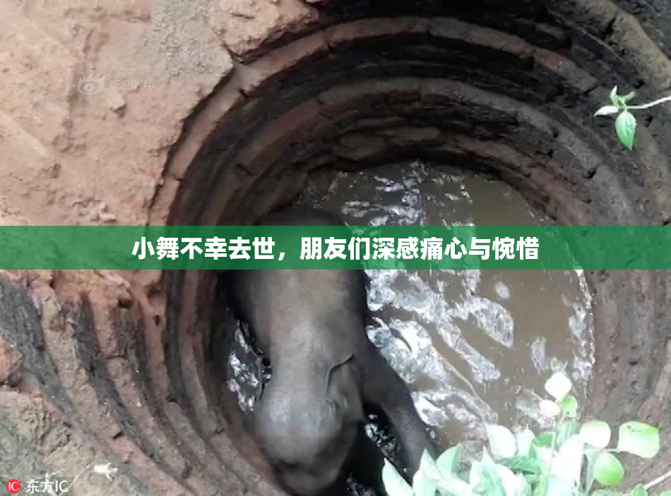 小舞不幸去世，朋友们深感痛心与惋惜