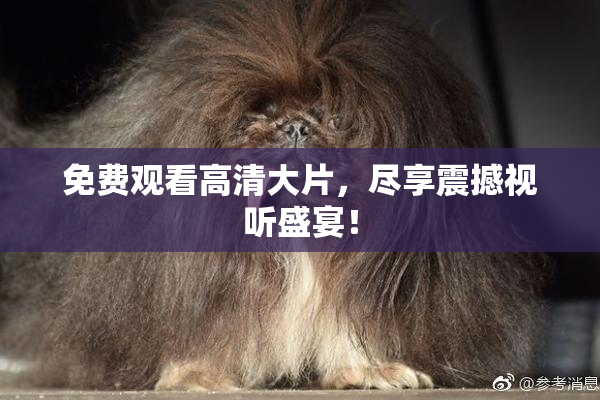 免费观看高清大片，尽享震撼视听盛宴！