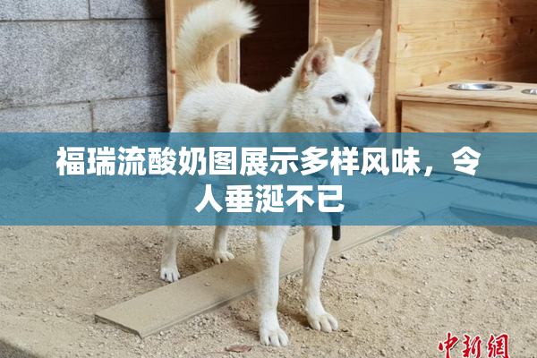 福瑞流酸奶图展示多样风味，令人垂涎不已
