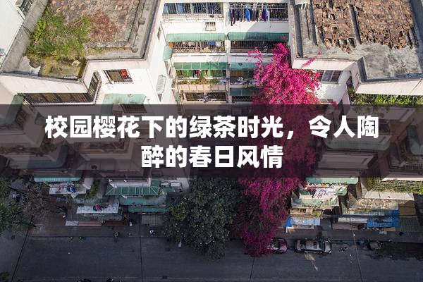 校园樱花下的绿茶时光，令人陶醉的春日风情