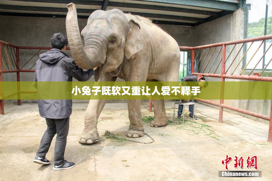 小兔子既软又重让人爱不释手