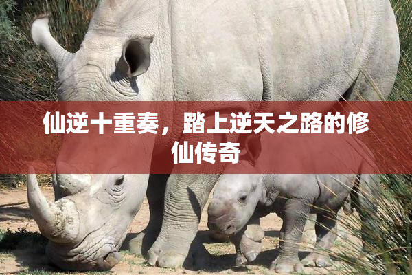 仙逆十重奏，踏上逆天之路的修仙传奇