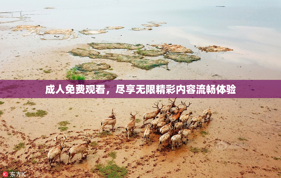 成人免费观看，尽享无限精彩内容流畅体验