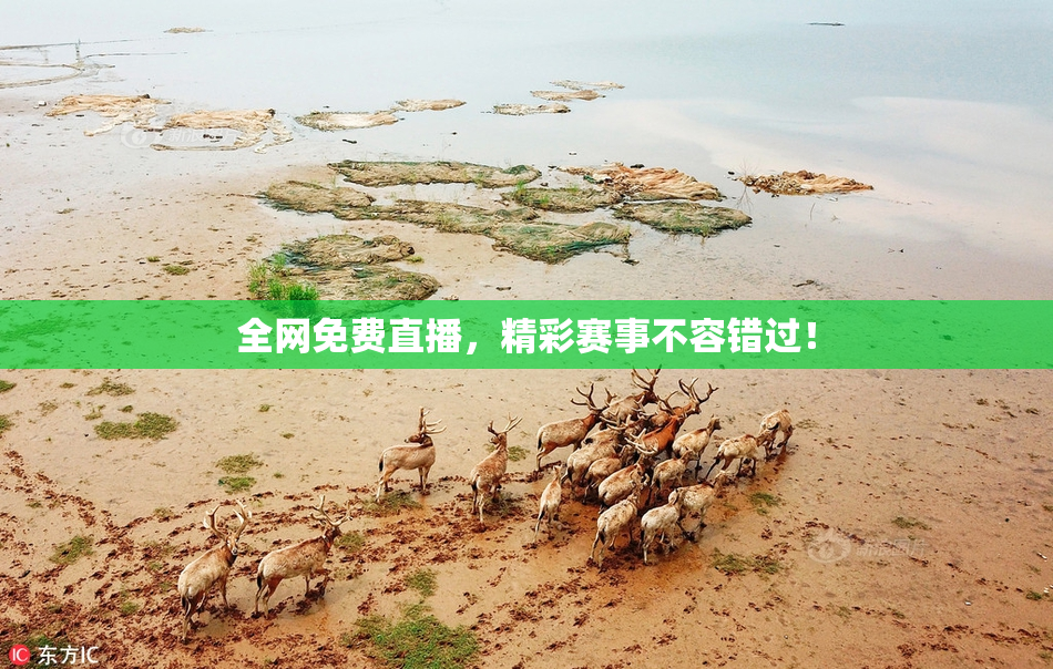全网免费直播，精彩赛事不容错过！
