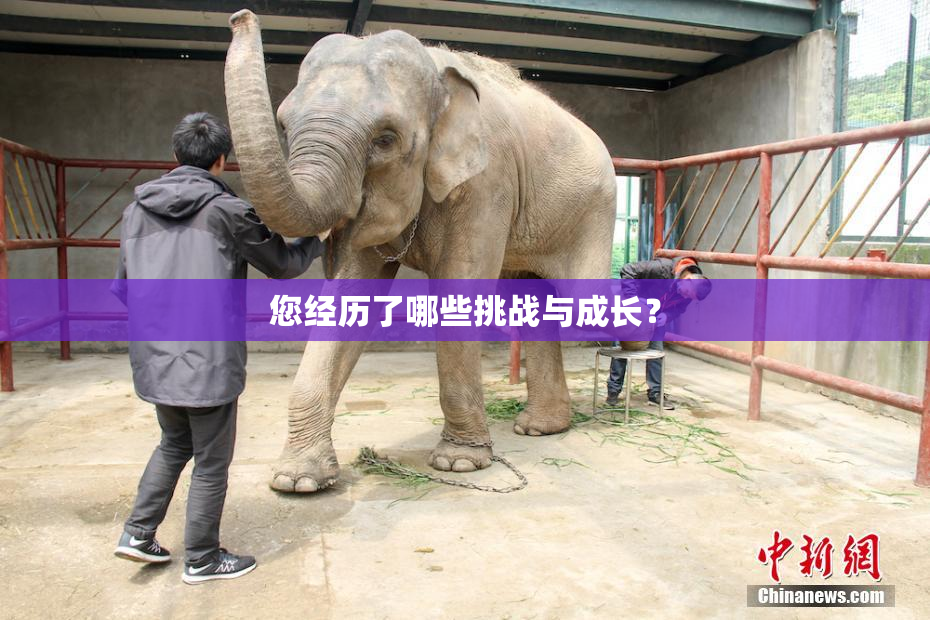 您经历了哪些挑战与成长？