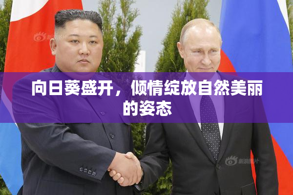 向日葵盛开，倾情绽放自然美丽的姿态